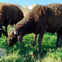 بره قوچی هترو قزل افشار|حیوانات مزرعه|مشهد, چهاربرج|دیوار