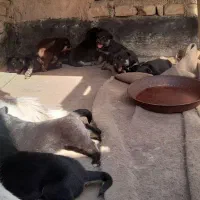 ۷عدد توله هاسکی با مادر فروشی|سگ|تهران, علم و صنعت|دیوار