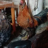 خروس سلطان|حیوانات مزرعه|قم, شهر قائم|دیوار