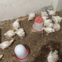 معاوضه با کبوتر