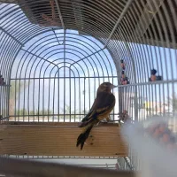 سهره قناری نر جوجه امسال|پرنده|فسا, |دیوار