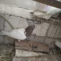 کبوتر|پرنده|تبریز, |دیوار