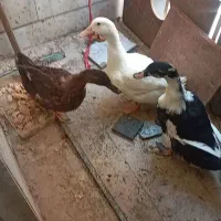 اردک