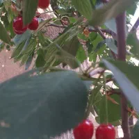 خانه قدیمی در شهر  تفرش