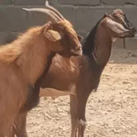 کهره ای نر و بز