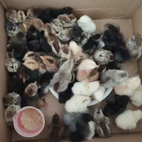 جوجه محلی اصل|حیوانات مزرعه|کازرون, |دیوار