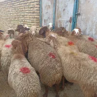 گوسفند سی و‌پنج راس میش ابستن اول شکم و دوم شکم