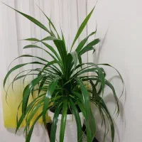 گل زیبای آپارتمانی