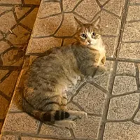 گربه گمشده|گربه|همدان, |دیوار