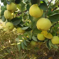 به میوه به ارگانیک