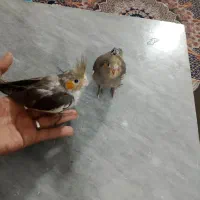 جوجه سرلاکی