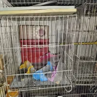 قفس و لوازم