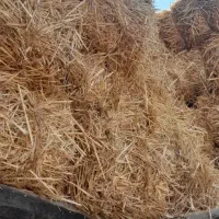 کولش گندم