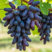 فروش انگور موندراب
