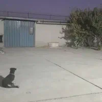 سرایدار مجرد کارگاه صنعتی