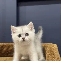 گربه های زیبا و اصیل|گربه|شیراز, فرهنگ شهر|دیوار