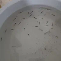 ماهی گوپی یک‌ماهه