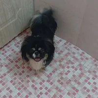 معاوضه بابچه گربه اسکاتیش