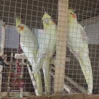 عروس هلندی معاوضه با کبوتر|پرنده|چهارباغ, |دیوار