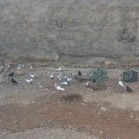 پرنده|پرنده|لالی, |دیوار