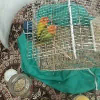 یه جفت طوطی برزیلی یوینگ گولد ۱ساله