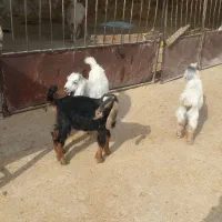 ۳ تا کهره شیری خوراک خور|حیوانات مزرعه|کازرون, |دیوار