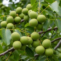 گردو خوشهای صادراتی مغز درشت و پوست نازک