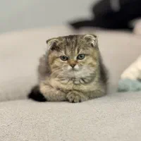 گربه اسکاتیش تبی فولد