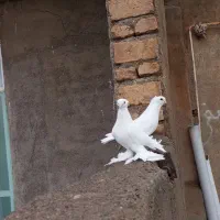 کبوتر لوتی|پرنده|تبریز, |دیوار