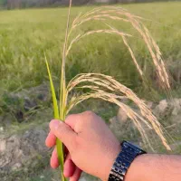 برنج طارم هاشمی خاتم درجه یک