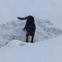 توله لاس قدرجونی