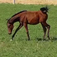 کره اسب مادیون