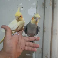 عروس هلندی