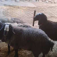 قوچ شال|حیوانات مزرعه|دینور, |دیوار