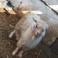 گوسفند|حیوانات مزرعه|فاریاب, |دیوار