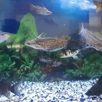 ماهی آکواریومی|ماهی|قیامدشت - خاورشهر, |دیوار