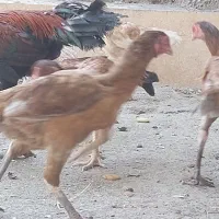 خروس مرغ وجوجه خروس|حیوانات مزرعه|میناب, |دیوار