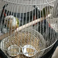 جفت گرینچیک کار داده