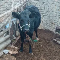 نوبر هلشتان|حیوانات مزرعه|زالیان, |دیوار