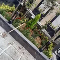 خدمات باغبانی هرسکاری گل کاری و تعویض خاک گلدون|خدمات باغبانی و درختکاری|تهران, صادقیه|دیوار
