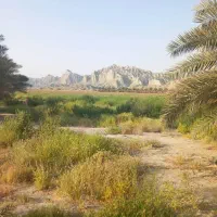 اجاره ۸ هکتار زمین کشاورزی در ریاک میناب