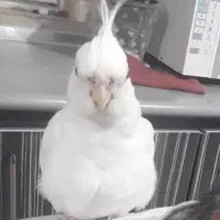 عروس هلندی کاملا سفید گمشده|حیوانات|رشت, توشیبا|دیوار