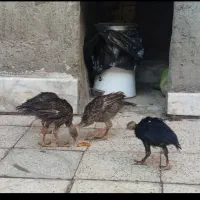 جوجه بوقلمون 50روزه