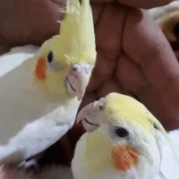 لوتینو مولد