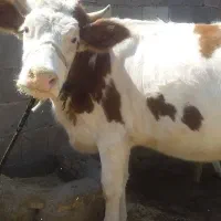 شنگول جوان|حیوانات مزرعه|اندیکا, |دیوار