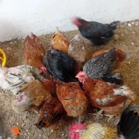 فروش مرغ و خروس