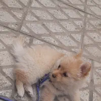 سگ پامرانین