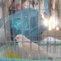 قناری موزاییکی ماده|پرنده|اسفرورین, |دیوار