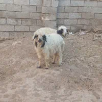 دوگوسفند دوقلوماده وسه گوسفند نروماده