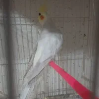 عروس لوتینو سیلور و جوجه گرینچیک